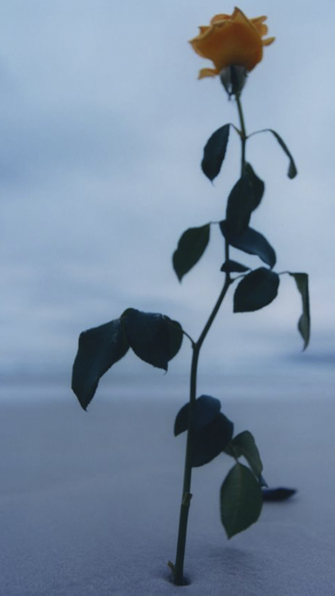 Rose planted on a sandy beach