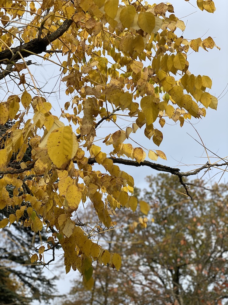 A picture of yellow leaves