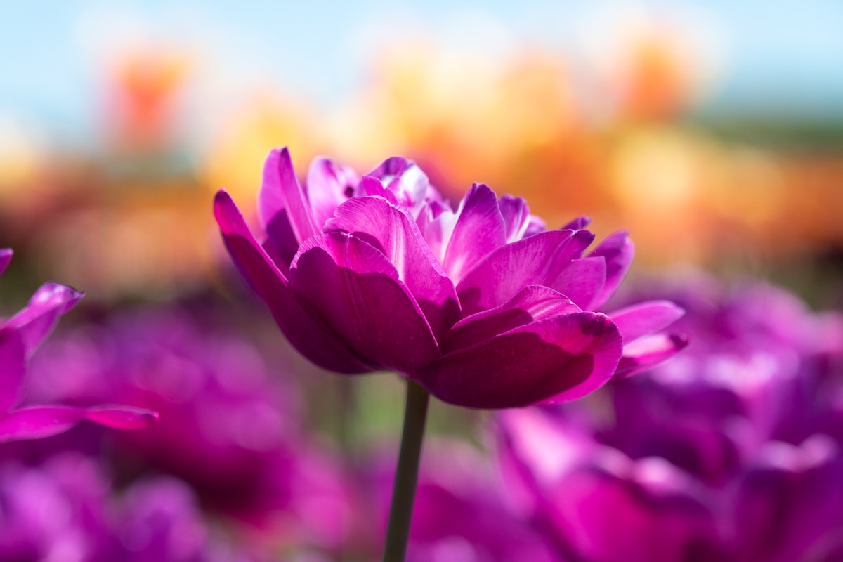 Flower opening to the sun