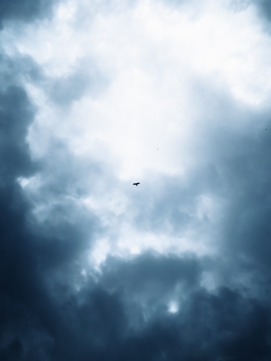 A bird in cloudy sky