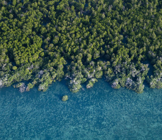 Aerial image of a mangrove forest by the sea
