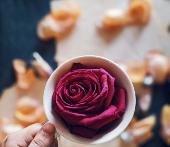An image of a red rose in a cup